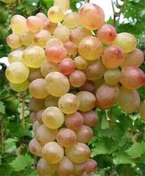 Правила посадки и выращивания винограда на урале