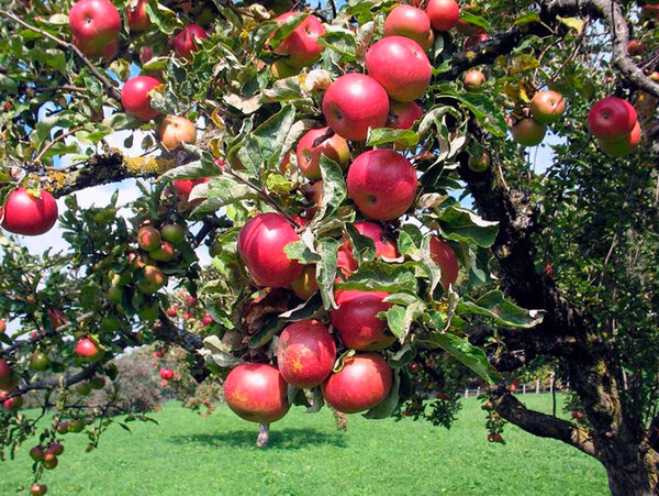 Отвечаем, почему желтеют листья у яблони в июне и что делать для их лечения