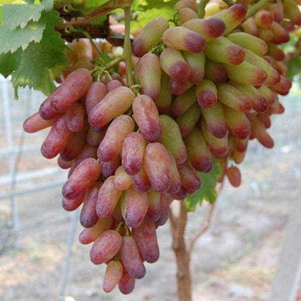 Описание и тонкости выращивания винограда сорта маникюр фингер
