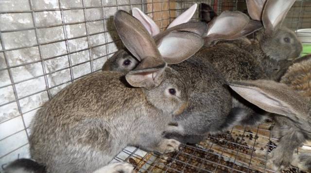 Кролик серый великан: описание породы и характеристика, разведение
