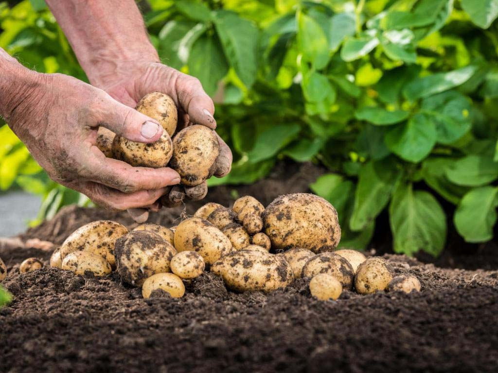 Посадка и выращивание картофеля на даче