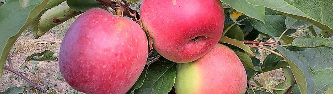 Подробное описание и характеристики сорта яблони Настенька