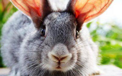 Пододерматит у кроликов причины, симптомы и лечение болезни (фото)