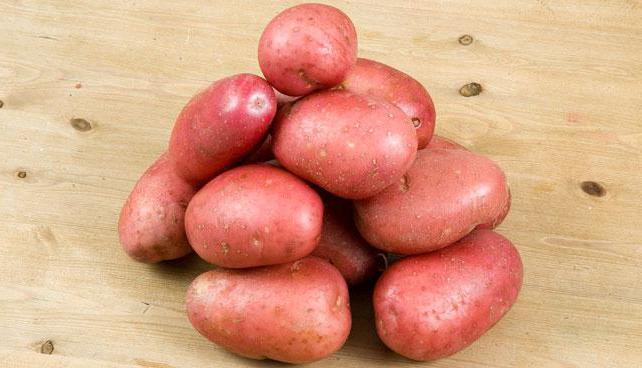 Картофель скарб: описание популярнейшего белорусского сорта и секреты хорошего урожая
