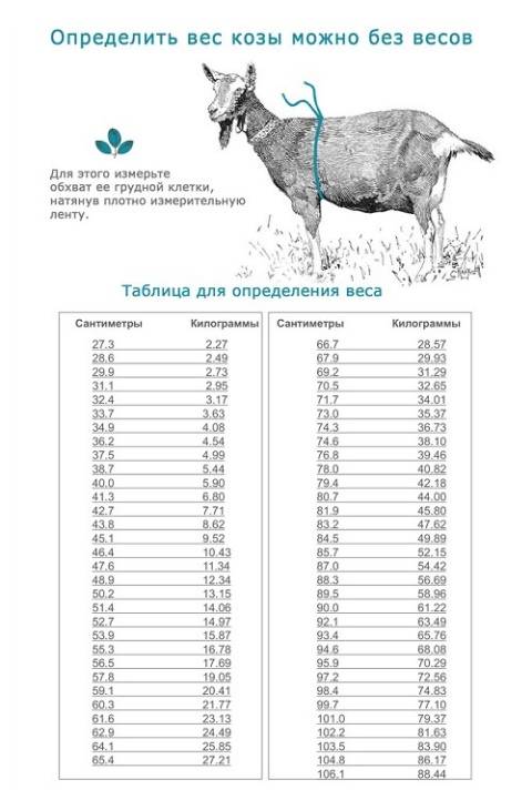 Сколько в среднем весит коза и таблица показателей, как определить без весов