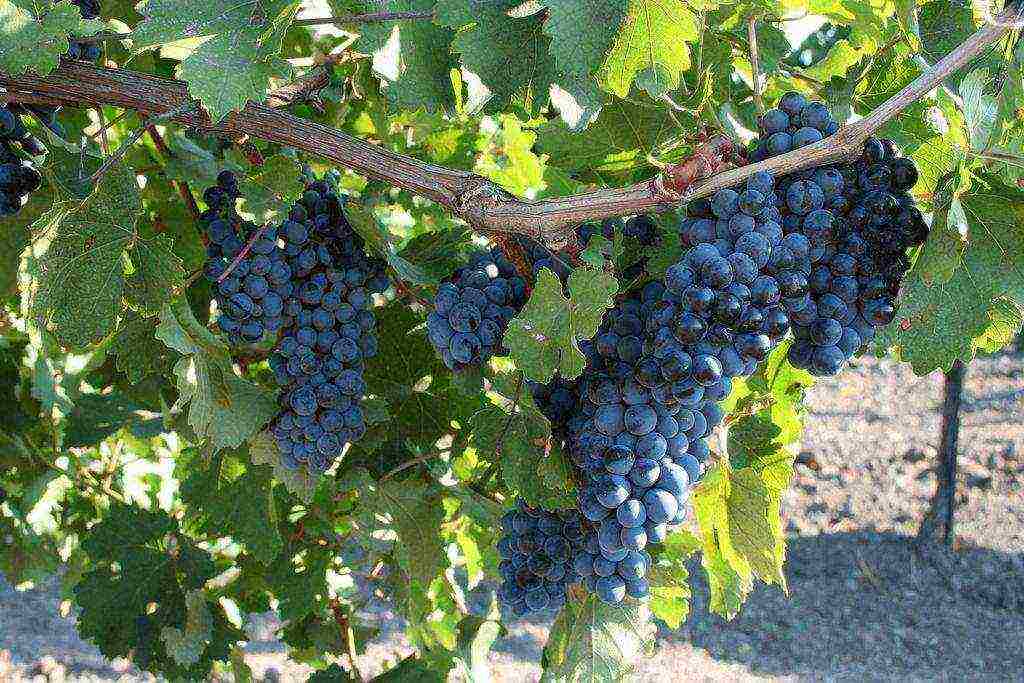 Лучшие сорта винограда для вина (сорта красного и белого винограда)