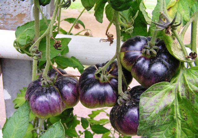 Описание сорта томата мохнатый кейт, его характеристика и урожайность