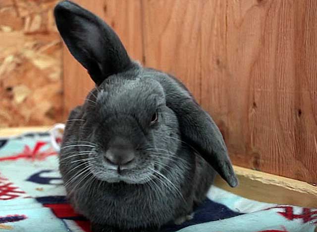 Понос у кроликов: возникновение и лечение