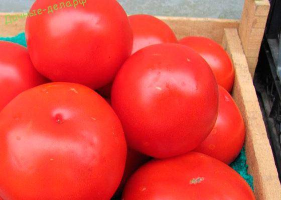 Характеристика и описание сорта томата Толстый Джек, его урожайность