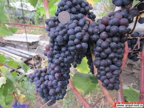 Рейтинг сортов винограда используемых для вина. топ