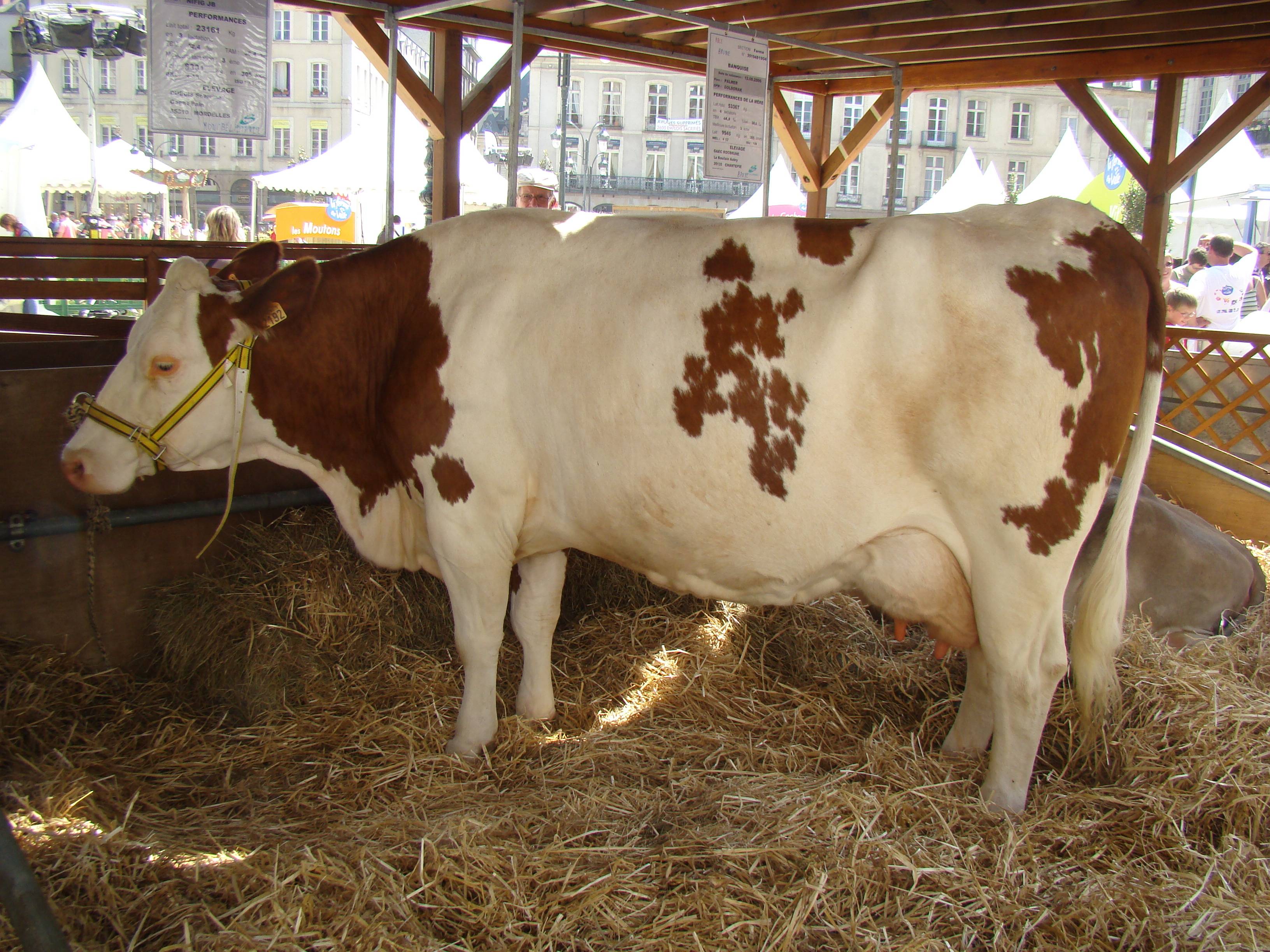 Описание и характеристика коров монбельярдской породы, их содержание