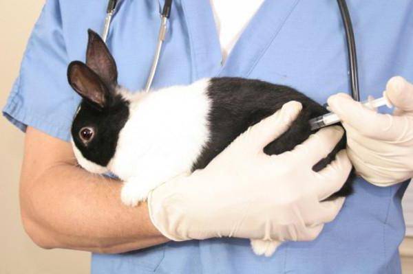 Вакцина для кроликов: разновидности и способы вакцинации