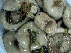 Соленые грузди — через сколько можно есть и как приготовить осиновые, мохнатые и тополевые грибы холодным способом