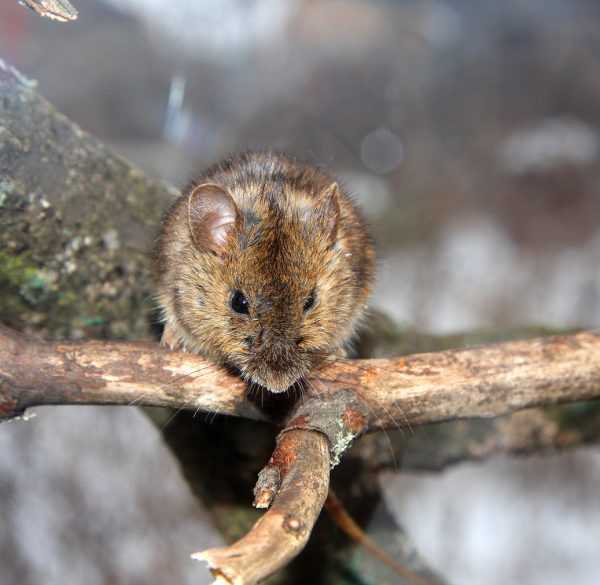 Что делать, если яблоню погрызли мыши, и как защитить деревья от грызунов зимой