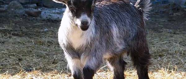 Альпийские козы: описание породы и характеристика