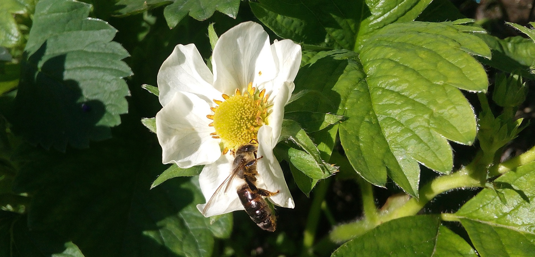 Почему клубника цветет, но не плодоносит: причины и методы лечения