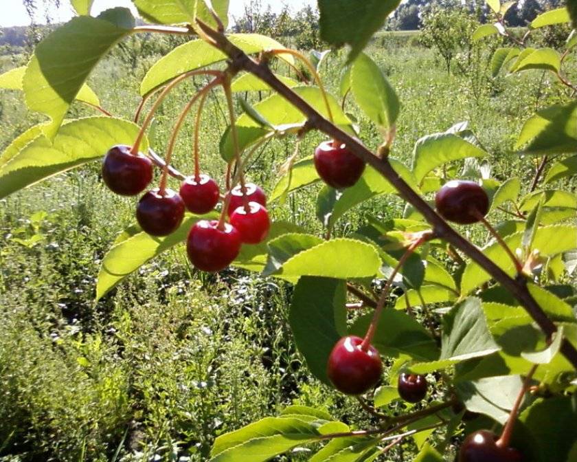 Описание и характеристики сорта вишни Загорьевская, посадка, выращивание и уход