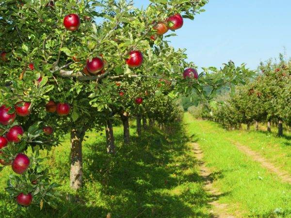 Яблоня московское зимнее: особенности сорта и ухода