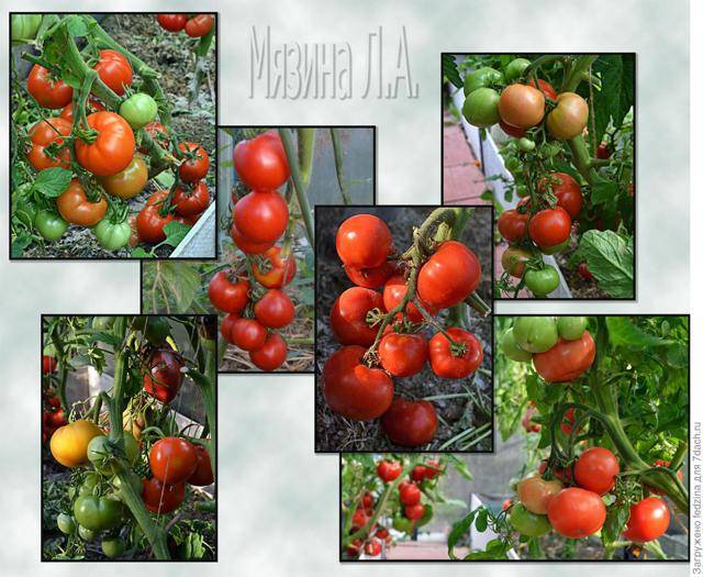 Краткое описание томата летний сад f1 и отзывы огородников