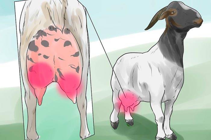 Симптомы и способы лечения мастита у козы