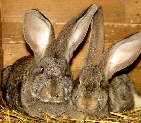 Кролики фландры: описание, выбор, уход, размножение