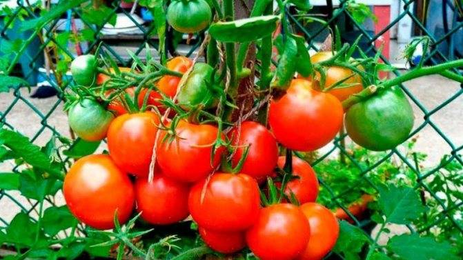 Черные томаты: сорта салатные, урожайные, крупноплодные, черри