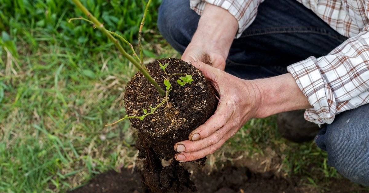 Какой состав почвы нужен для садовой голубики и как сделать его своими руками