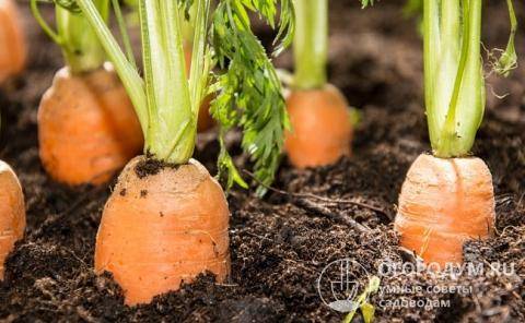 Высокоурожайный гибридный сорт моркови – канада f1. характеристика, особенности выращивания и хранения