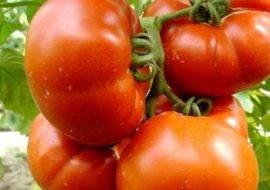 Любимые огородниками помидоры «хлебосольные»: вырастим богатый урожай, несмотря на погодные условия