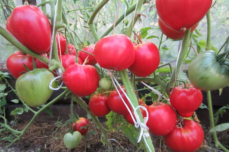 Томат верное сердце: 7 особенностей сорта, выращивание и уход за рассадой