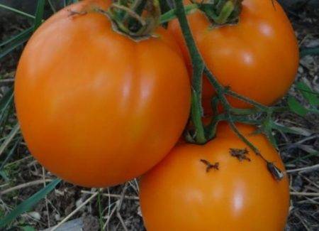 Помидор сорта «оранжевый русский 117»: фото, видео, отзывы, описание, характеристика, урожайность