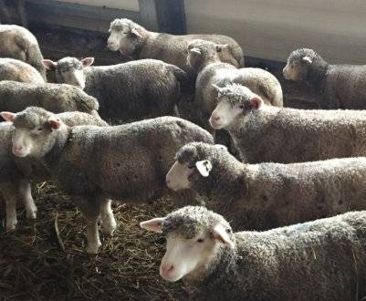 Ресторан карачаевская овца во франции. карачаевская овца. внешний вид и описание