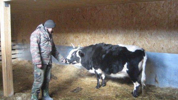 Породы и названия коров молочного направления в россии