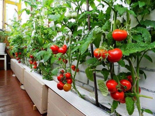 Вкусный и ароматный томат пиноккио: инструкция для выращивания на подоконнике, а также последующий уход