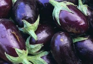 Баклажан балагур — высокоурожайный сорт кистевых баклажанов отечественной селекции