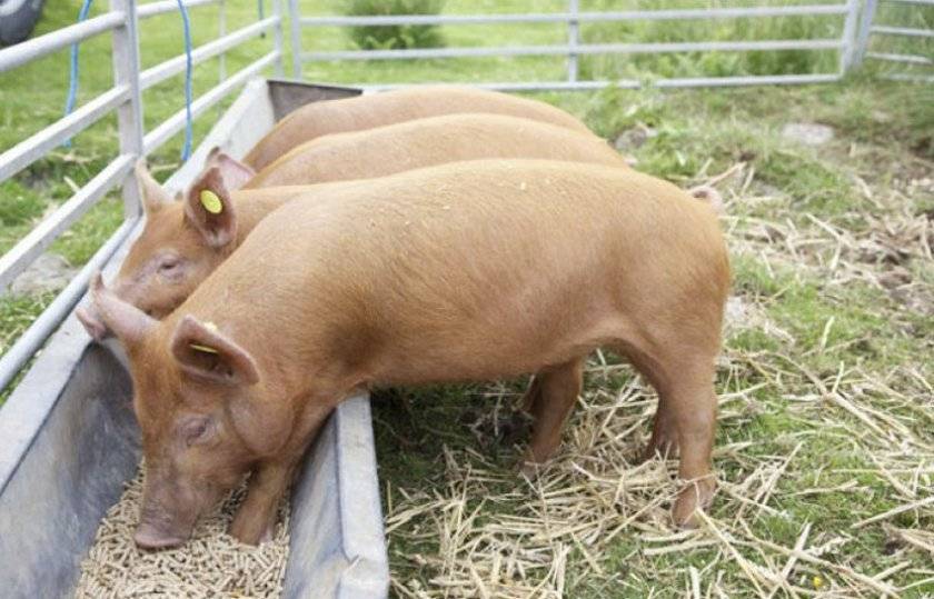Виды корма для свиней