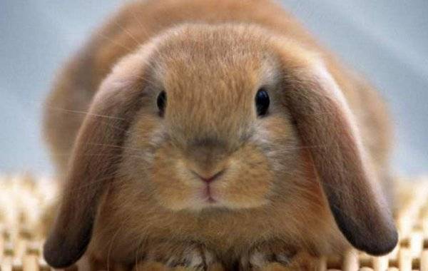 Как выкормить крольчат без крольчихи — полезные советы