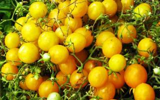 Как вырастить помидоры на балконе: пошаговая инструкция с фото