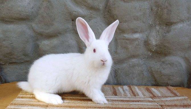 Порода кролика белый великан: особенности, содержание и разведение