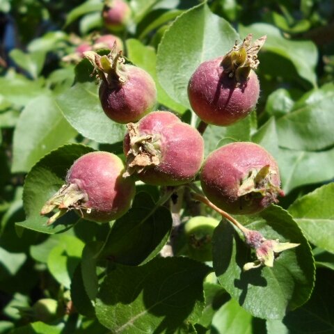 Почему яблоня плодоносит через год – все возможные причины