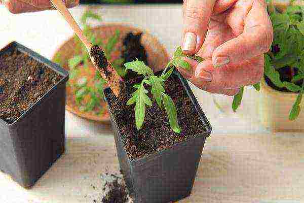 Как сажать и выращивать рассаду помидор в торфяных горшочках