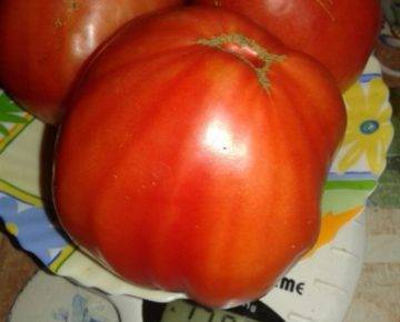 О томате фиделио: описание сорта, характеристики помидоров, посев