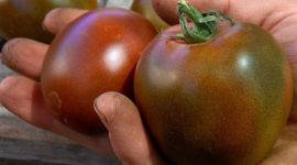 Маруся — отличные европейские томаты из категории «сливок»