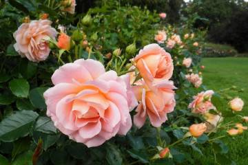 Нежные розы анна: описание и фото сорта, цветение и использование в ландшафтном дизайне, уход и другие нюансы