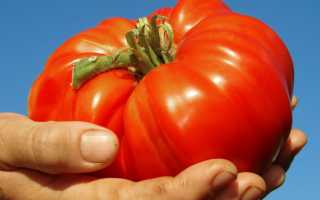 Описание и характеристики сортов томатов гигантов для выращивания в теплице и открытом грунте
