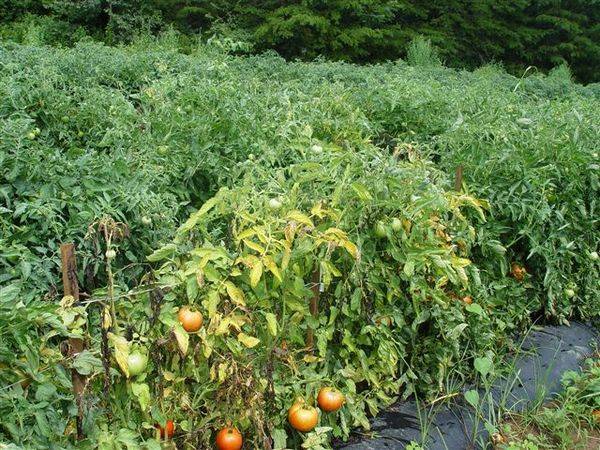 Как лечить фузариозное увядание у томатов