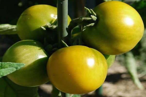 Описание сорта томата дородный, особенности выращивания и урожайность