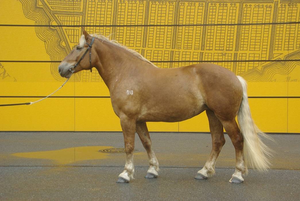 Описание лошадей белорусской упряжной породы и специфика их содержания