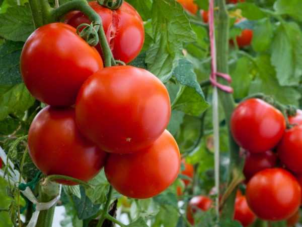 Маленькие рекордсмены по скороспелости: подбираем низкорослые помидоры для своего участка