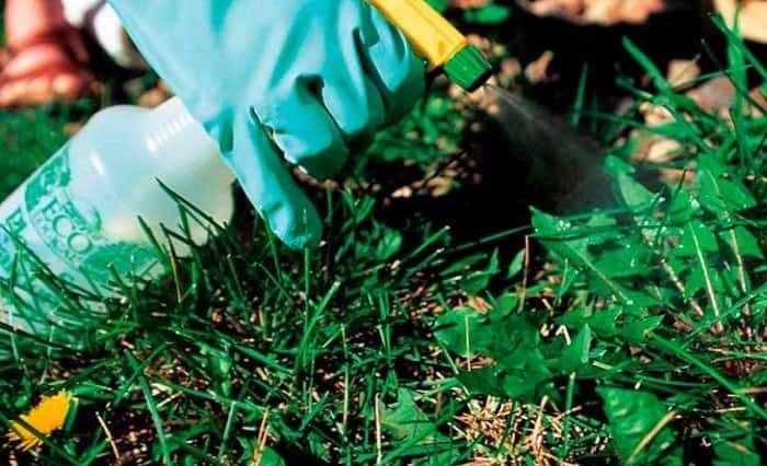 Инструкция по применению гербицида линтур от сорняков и правила обработки